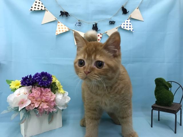 スコティッシュフォールド