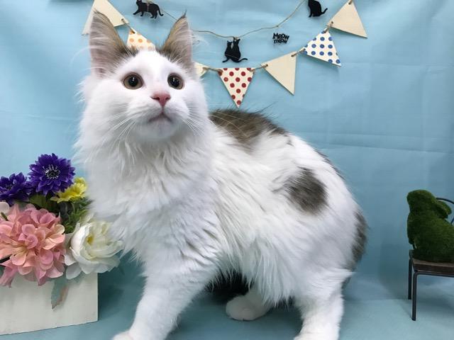 ノルウェージャンフォレストキャット