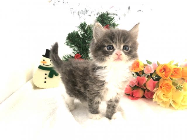 ノルウェージャンフォレストキャット