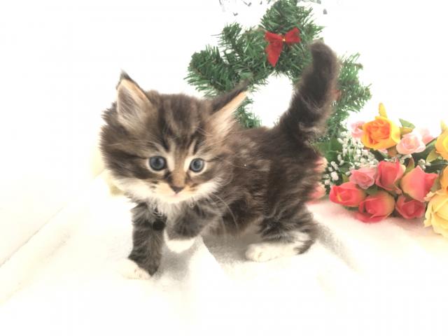 ノルウェージャンフォレストキャット