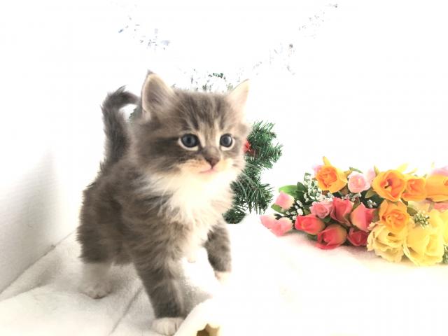 ノルウェージャンフォレストキャット