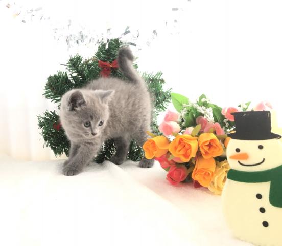 シャルトリュー(希少)