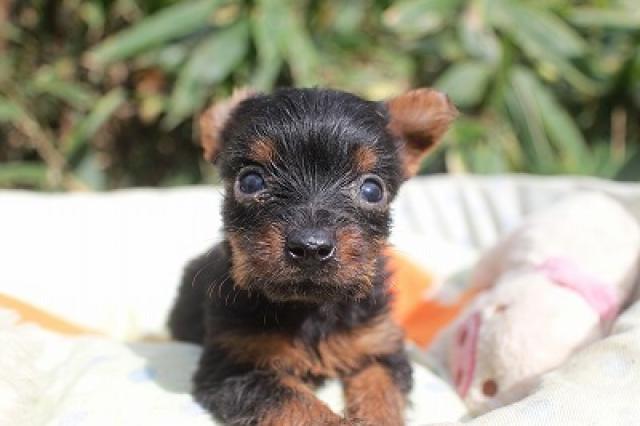 ヨークシャーテリア