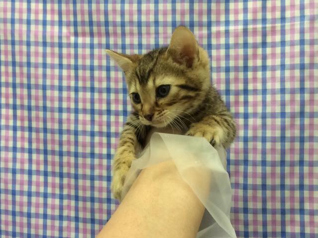 ベンガル