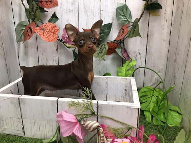 ミニチュアピンシャー