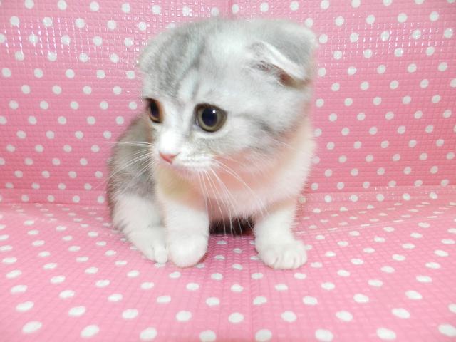 スコティッシュフォールド