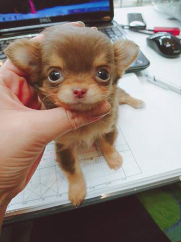 チワワ（ロングコート）