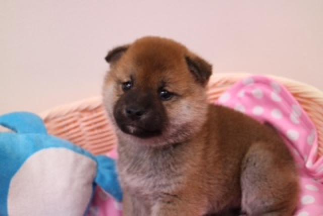 柴犬の♀　10/19生まれ　徳島