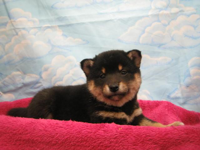 柴犬