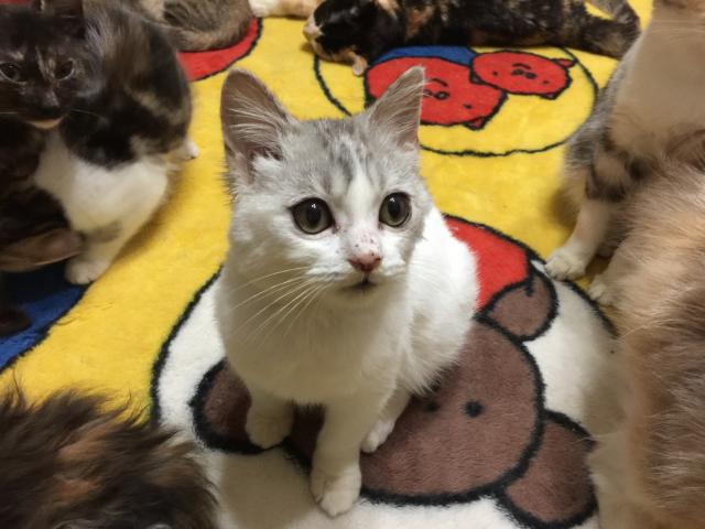 スコティッシュフォールド