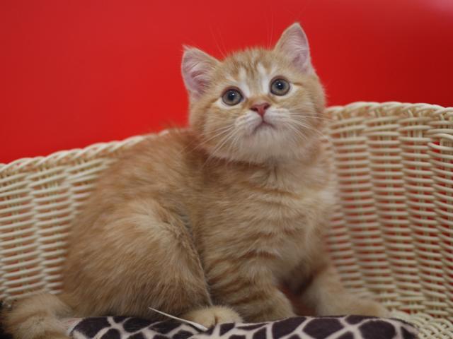 スコティッシュフォールド