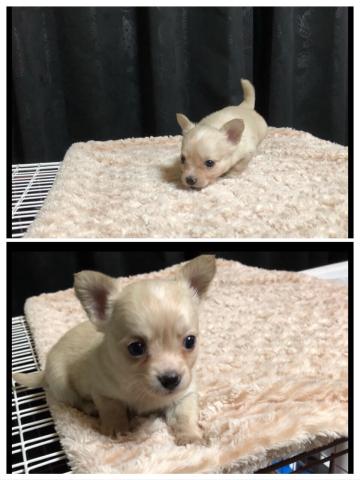 チワワ（ロングコート）