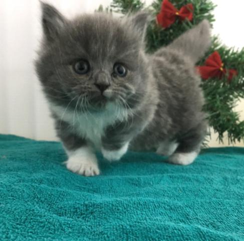 マンチカン(短足)