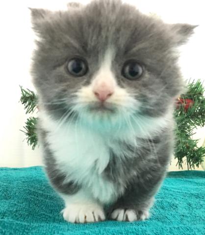 マンチカン(短足)