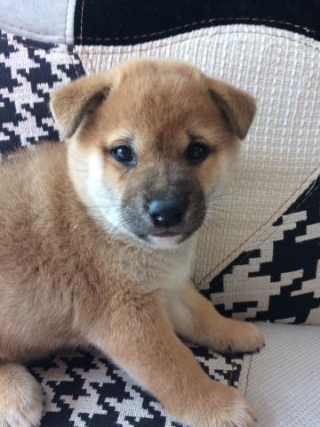 柴犬