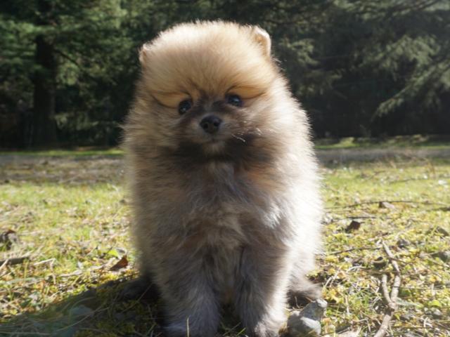 ポメラニアン