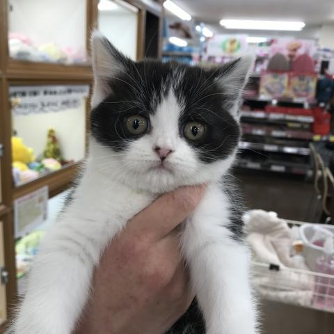 ブリティッシュショートヘア