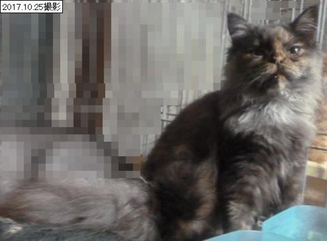 スコティッシュフォールド