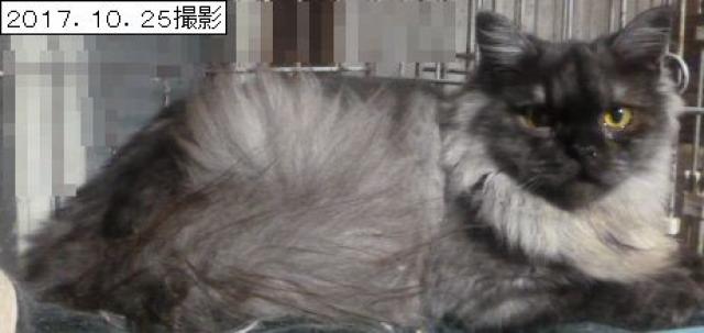 スコティッシュフォールド