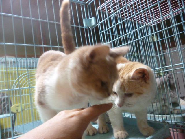 スコティッシュフォールド