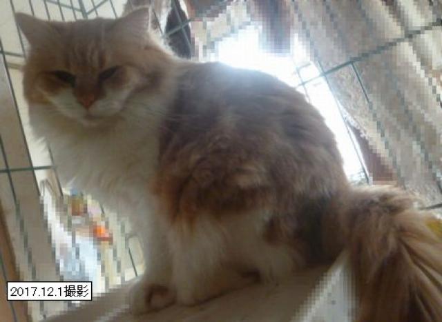 スコティッシュフォールド