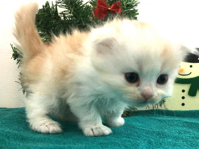 スコティッシュフォールド(折耳）