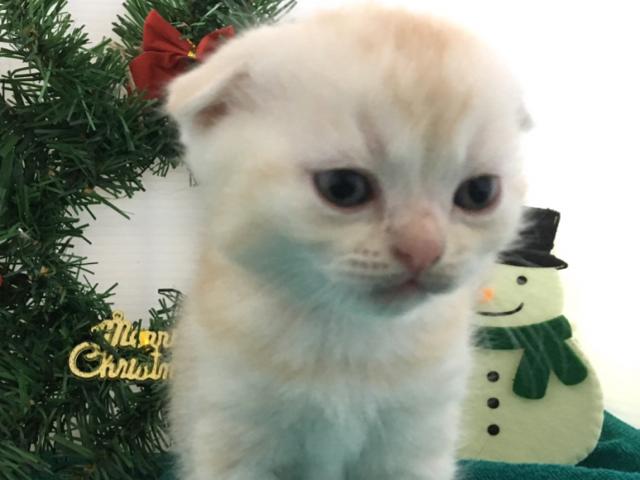 スコティッシュフォールド（折耳）