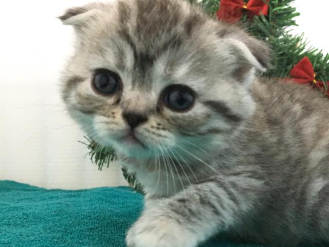 スコティッシュフォールド（折耳）