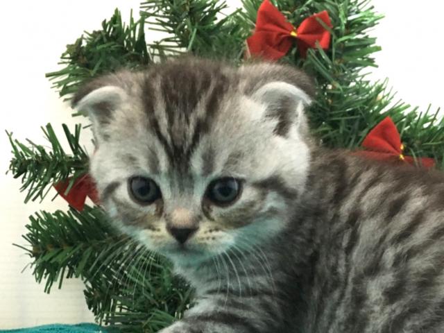 スコティッシュフォールド（折耳）