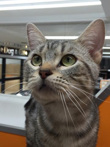 アメリカンショートヘアー