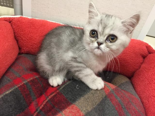 エキゾチックショートヘアー