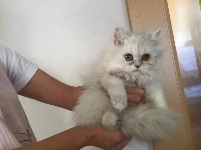 ペルシャ・ヒマラヤン