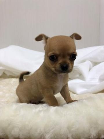 チワワ(スムースコート)