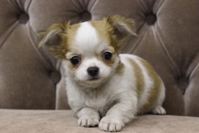 チワワ(ロングコート)