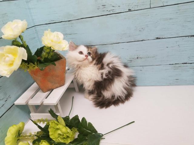 猫の部屋セイワ