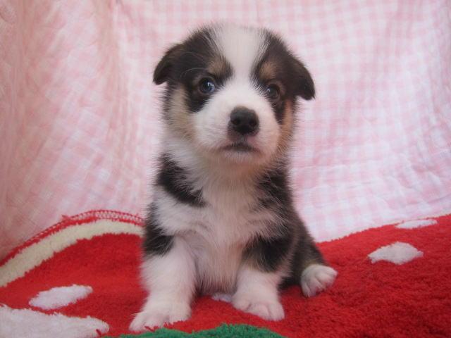 ウェルシュコーギーペンブローク