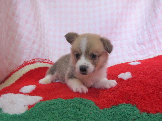 ウェルシュコーギーペンブローク