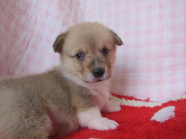 ウェルシュコーギーペンブローク