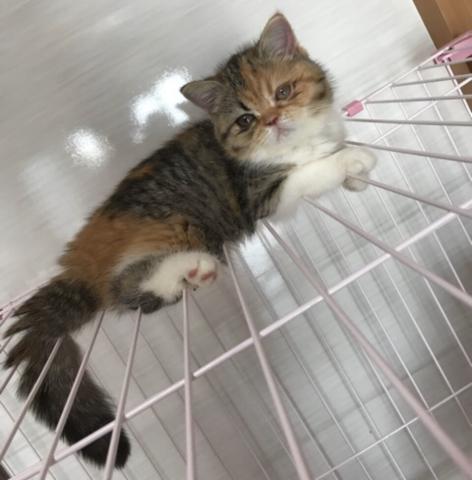 エキゾチックショートヘアー