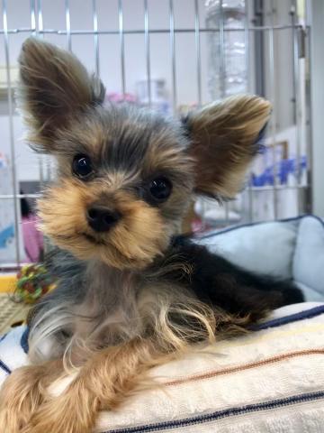 ヨークシャーテリア