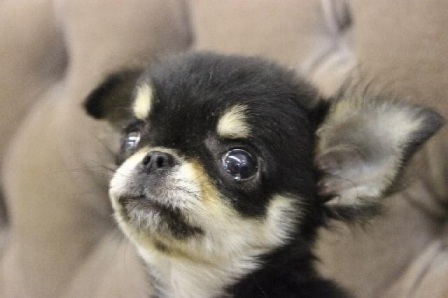 チワワ（ロングコート）