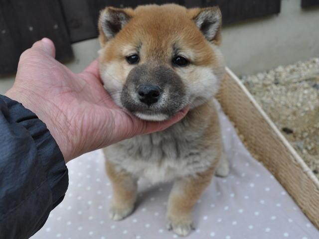 柴犬