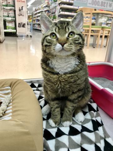 セルカークレックス