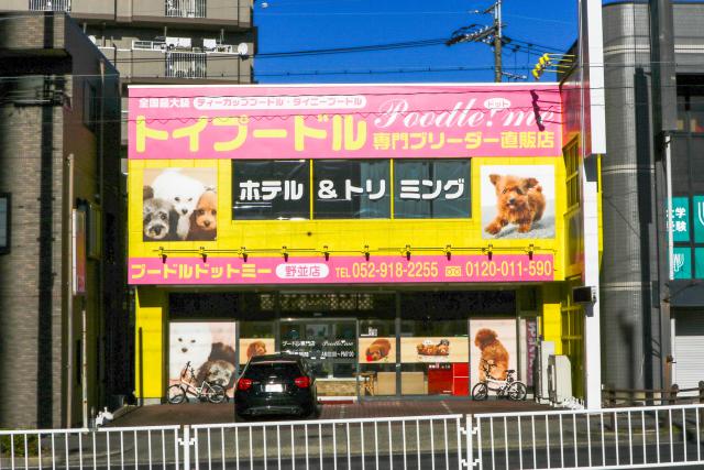 プードル専門店 mocomoco