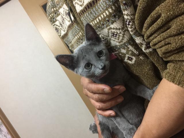 ロシアンブルー