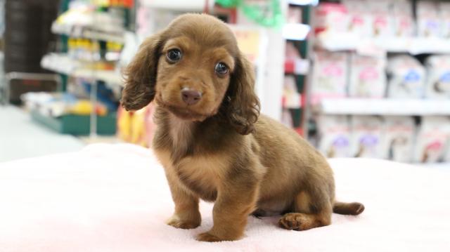 ミニチュアダックスフンド