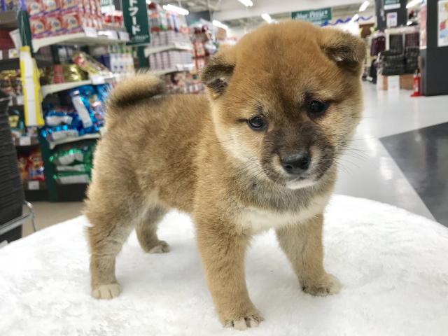 柴犬