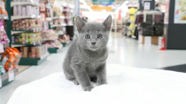 ロシアンブルー