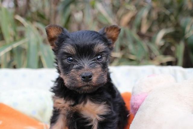 ヨークシャーテリア