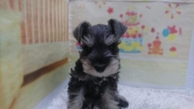 ミニチュアシュナウザー